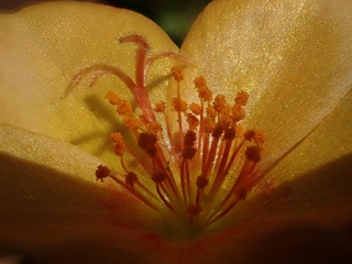 P2166597a.jpg